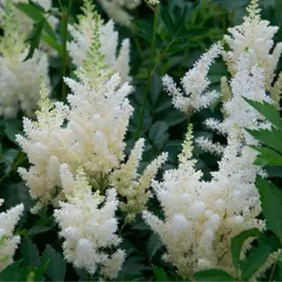 Астильба ХЭППИ ДЕЙ Арендса в Осиповичах