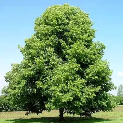 Липа мелколистная в Осиповичах