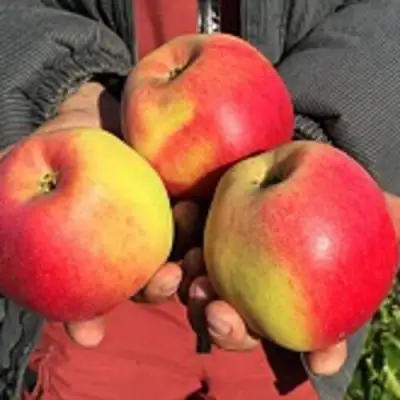 Яблоня СОКОЛОВСКОЕ стелющаяся в Осиповичах