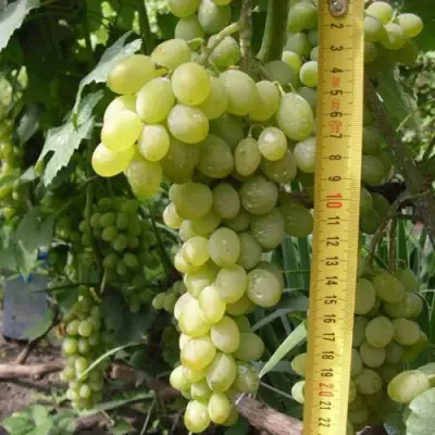 виноград Ананасный ранний