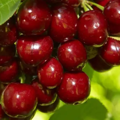 Черешня ВАЛЕРИЙ ЧКАЛОВ в Осиповичах