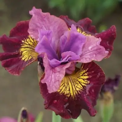 Ирис МИСС ЭППЛ сибирский в Осиповичах