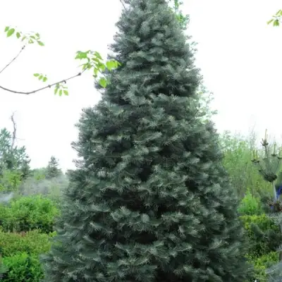 Пихта белая в Осиповичах