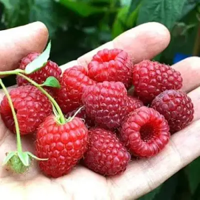 Малина ХИМБО-ТОП в Осиповичах