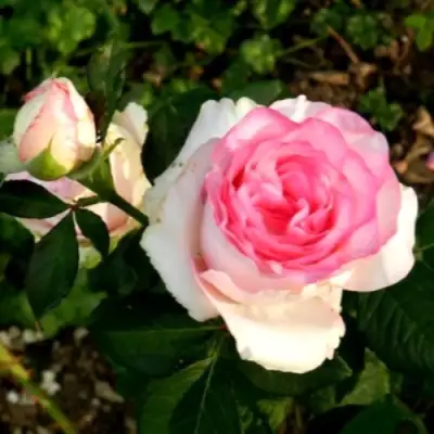 Роза ДОЛЬЧЕ ВИТА чайно-гибридная в Осиповичах