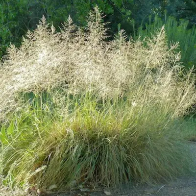 Каплесеменник воздушный в Осиповичах