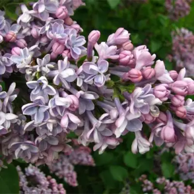 Сирень КОНДОРСЕ в Осиповичах