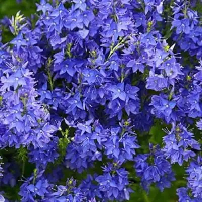 Вероника РОЯЛ БЛЮ большая в Осиповичах