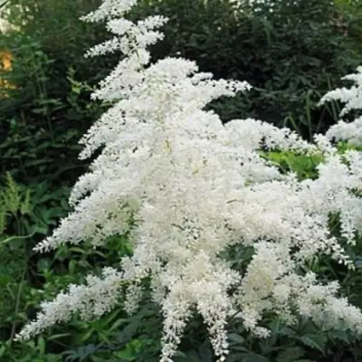 Астильба БРАУТШЛЕЙЕР Арендса в Осиповичах