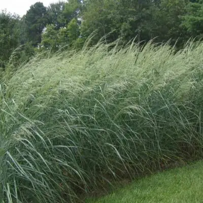 Просо ДЕВЕЙ БЛЮ в Осиповичах