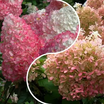 Комплект МАЛИНОВЫЙ ЗАКАТ в Осиповичах