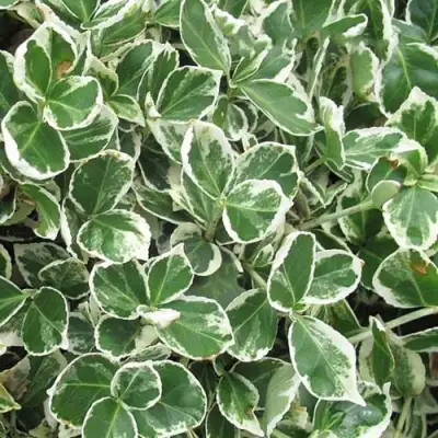 Бересклет ЭМЕРАЛЬД ГАИТИ форчуна  в Осиповичах