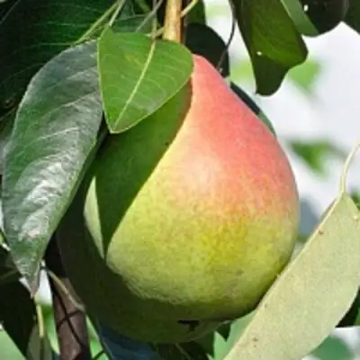 Груша ТАТЬЯНА в Осиповичах