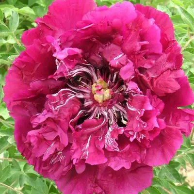 Пион ПУРПУРНЫЙ ОКЕАН древовидный в Осиповичах