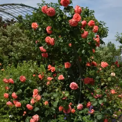 Роза ДИ ДИ БРИДЖУОТЕР плетистая в Осиповичах