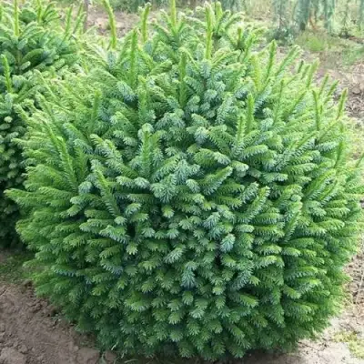 Ель НАНА сербская в Осиповичах