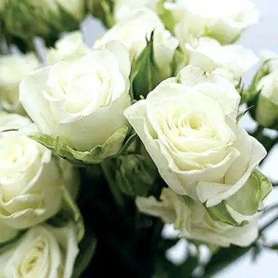 Роза СНОУФЛЕЙК спрей в Осиповичах