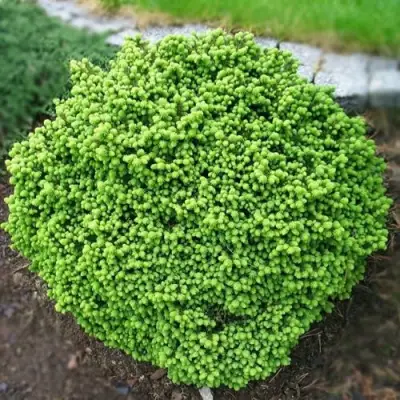 Ель ЛИТЛ ДЖЕМ обыкновенная в Осиповичах