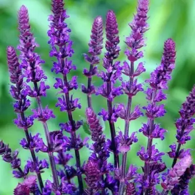 Шалфей КАРАДОНА в Осиповичах