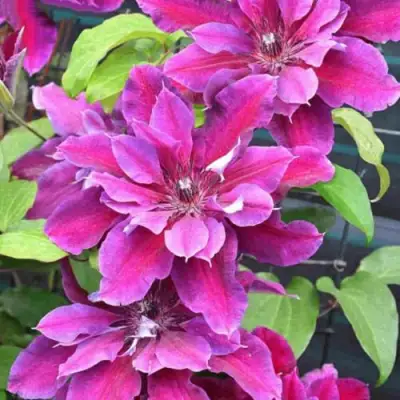 Клематис МАЙ БЬЮТИ в Осиповичах