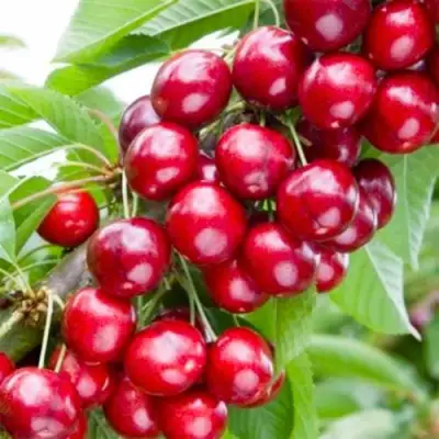 Вишня МАЛЮТКА колонновидная в Осиповичах