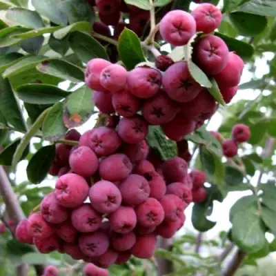 Рябина ТИТАН сладкоплодная  в Осиповичах