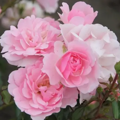 Роза БОНИКА флорибунда в Осиповичах