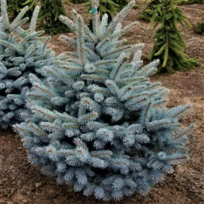 Ель МИСТИ БЛЮ голубая в Осиповичах