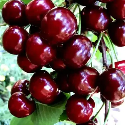 Черешня ОЛЕНЬКА в Осиповичах