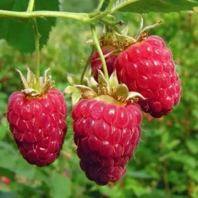 Малина ГОРДОСТЬ РОССИИ в Осиповичах