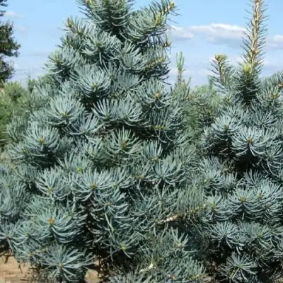 Пихта КОНКОЛОР в Осиповичах