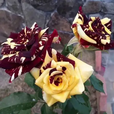 Роза АБРАКАДАБРА чайно-гибридная в Осиповичах