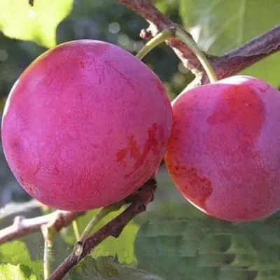 Слива ДЕЛИКАТНАЯ в Осиповичах