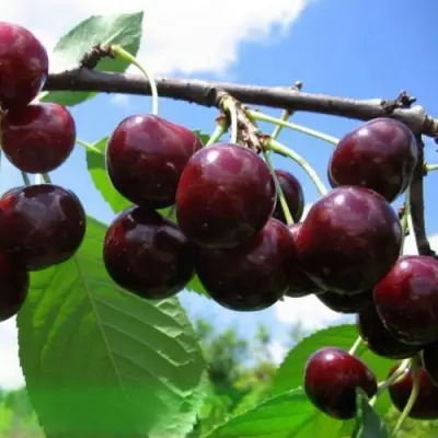 Дюк ЧУДО-ВИШНЯ в Осиповичах