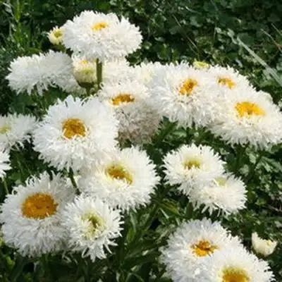 Нивяник КРЕЙЗИ ДЕЙЗИ наибольший в Осиповичах