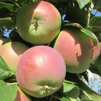 Яблоня МОСКОВСКОЕ ЗИМНЕЕ в Осиповичах