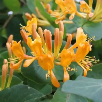 Жимолость ТЕЛЬМАНА в Осиповичах