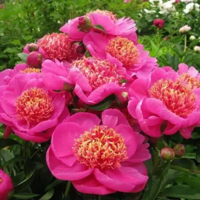 Пион ДОРИН травянистый в Осиповичах