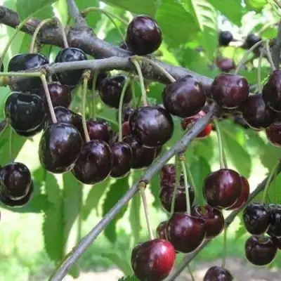 Черешня ЛЮБИМИЦА АСТАХОВА в Осиповичах