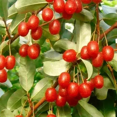 ГУМИ (ЛОХ МНОГОЦВЕТКОВЫЙ) в Осиповичах