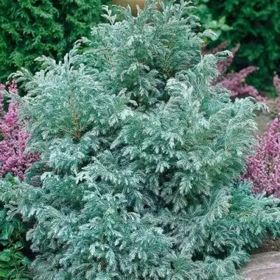 Кипарисовик БУЛЕВАРД горохоплодный в Осиповичах