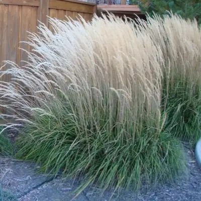 Вейник КАРЛ ФОРСТЕР остроцветковый в Осиповичах