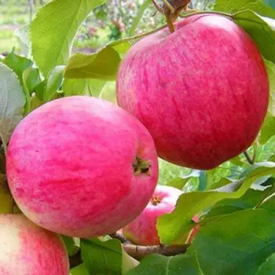 Яблоня РОЗОВЫЙ НАЛИВ в Осиповичах