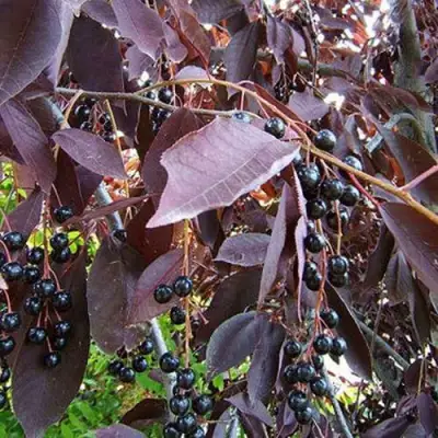 Черемуха виргинская ШУБЕРТ в Осиповичах