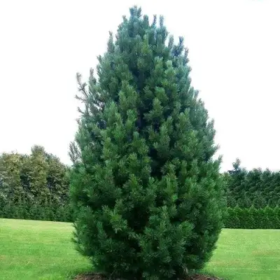 Сосна кедровая европейская в Осиповичах