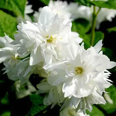 Жасмин ДАМ БЛАНШ в Осиповичах