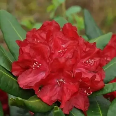 Рододендрон БУЗУКИ в Осиповичах