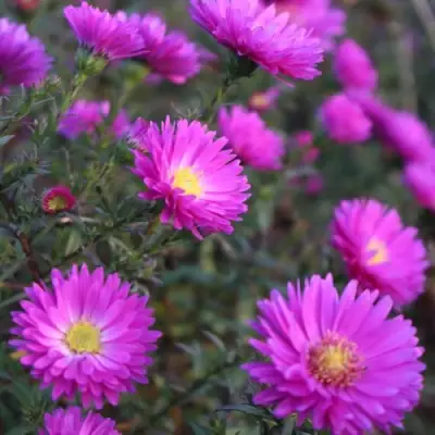 Астра КАРМИНКУППЕЛЬ в Осиповичах