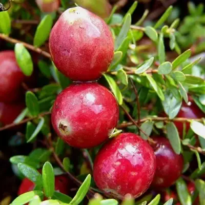 Клюква СТИВЕНС в Осиповичах