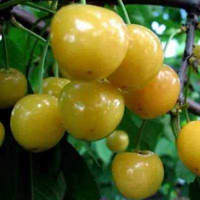 Черешня РОССОШАНСКАЯ ЗОЛОТАЯ в Осиповичах